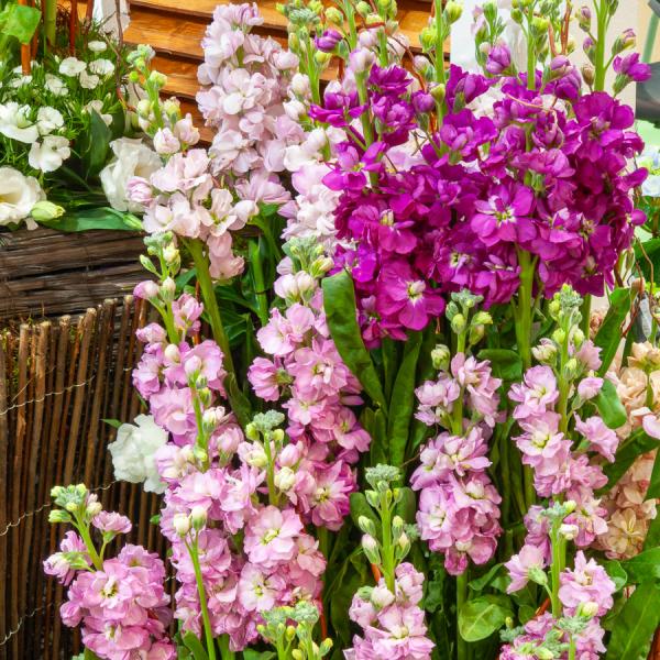 Fleurs - Giroflée d'Eté Quarantaine Variée - face recto